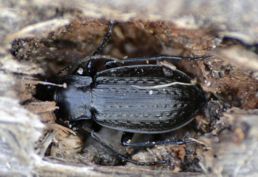 Carabus granulatus interstitialis, Carabidae